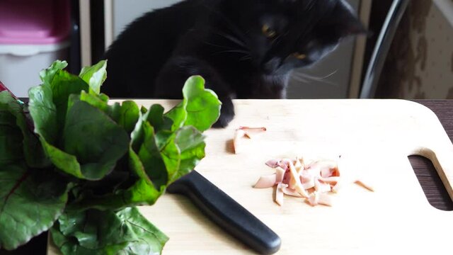 Domestick black cat trying to steal, catch, food on the kitchen table. Hungry cat toching by paw food. Video 4k resolution. 