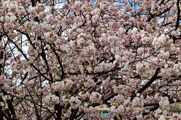 Blossoming  japanese cherry branch, beautiful spring flowers for background, Sofia, Bulgaria   