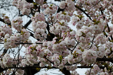 Blossoming  japanese cherry branch, beautiful spring flowers for background, Sofia, Bulgaria   