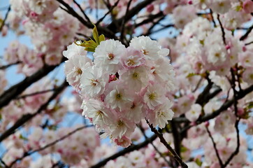 Obraz premium Blossoming japanese cherry branch, beautiful spring flowers for background, Sofia, Bulgaria 