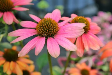 Bright pink and cheerful daisy flower growing in the flower garden in full bloom.