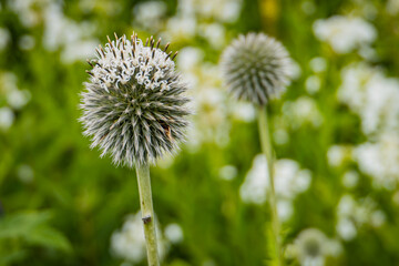 globe thistle bloom
