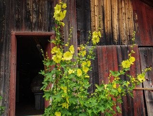 yellow hollyhock blooming against old barn wall
