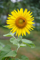 Fototapeta premium A bee on a sunflower.