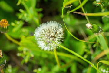 Big ball of dandelion, with bright green grass on the background, shot in close-up