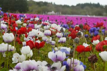 beautiful colorful flower in garden