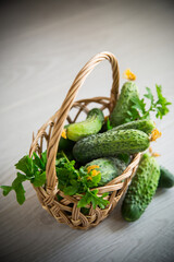 organic cucumbers with herbs on a wooden table