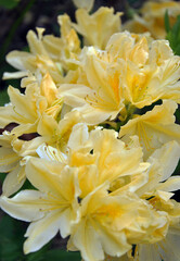 petals, stamens, pistils of a creamy yellow rhododendron flowering bush