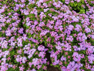 Obraz premium Ageratum houstanianum. Purple flowers of flossflower, bluemink, blueweed.