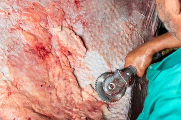 Foto op Plexiglas Man cutting away fat from an ostrich skin at a tannery  © Michael de Nysschen