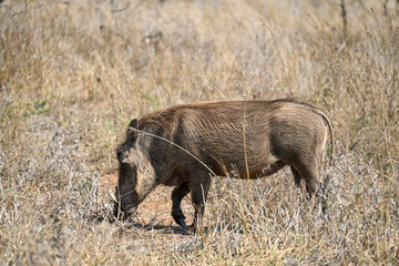 Warthog in the wild