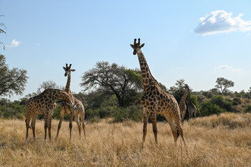 Giraffe in the wild