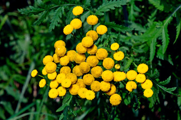Rainfarn, Wurmkraut // Tansy (Tanacetum vulgare)