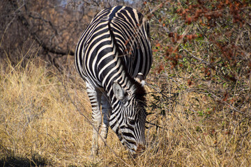 Zebra in the wild