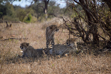Cheetahs in the wild