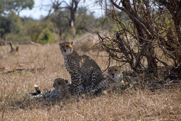 Cheetahs in the wild
