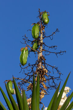 Yuka flower seed pods against a blue sky