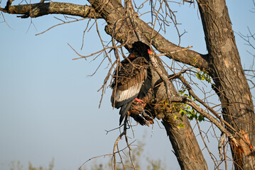 Bateleur in tree taking off