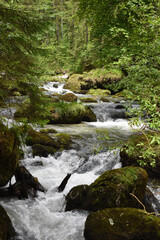 Fototapeta premium Wilder Fluss