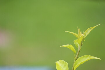 close up of green leaves