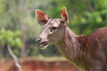 close up of a deer