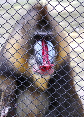 close up of a baboon sitting