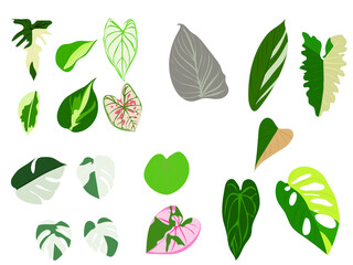 A variety of spotted leaves vector illustration.