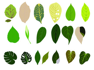 A variety of spotted leaves vector illustration.