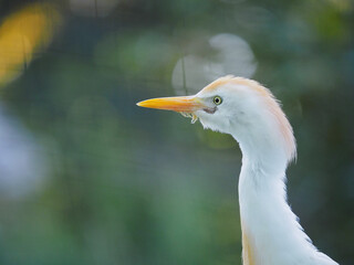Obraz premium Little egret Egrettastanding in wild nature.