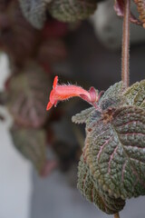 a vine that has dark green leaves and red flowers