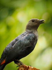 The red-winged starling on green background
