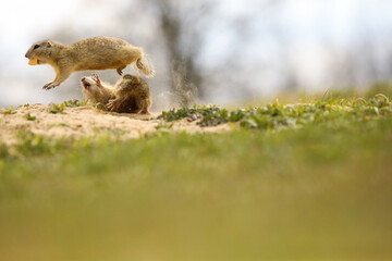 Suslik in fight in wild nature
