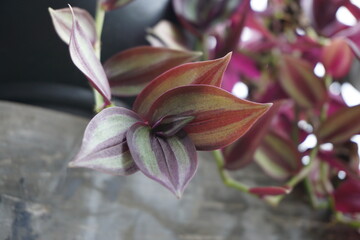 a purple leaved tradescantia zebrina plant