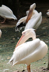 pelican in the zoo