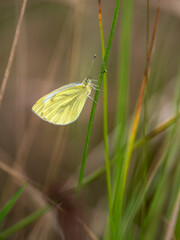 Green veined white butterfly, Pieris napi, on grass stem.