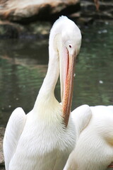 pelican in the water
