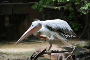 pelican on a rock