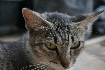 gray, black and white patterned cat with yellow eyes