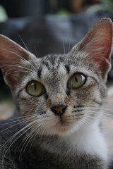 gray, black and white patterned cat with yellow eyes