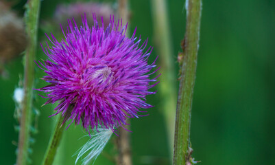 Lone Thistle 