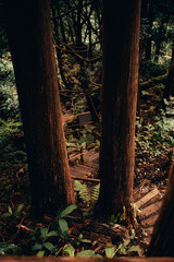Fototapeta premium forest in autumn
