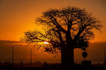 silhouette of  baobab (Adansonia digitata)  tree in sunset