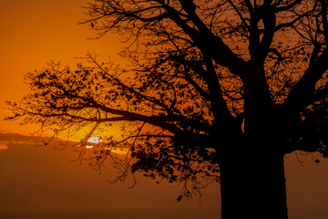 silhouette of  baobab (Adansonia digitata)  tree in sunset