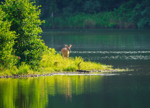 Button Buck 