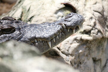 crocodile in the zoo