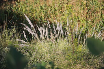 grass in the woods