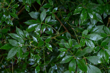 Fototapeta na wymiar Blätter Im Regen