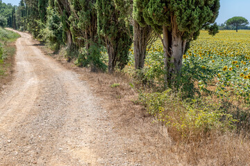 Fototapeta na wymiar A white country road, fringed with cypress trees and sunflowers in the Tuscan countryside in Bientina, Italy