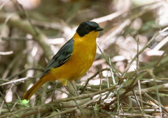 Chorister Robin chat