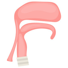 The pharynx Concept,  respiratory and digestive duct Vector color Icon Design, Organ System Symbol, Human Anatomy Sign, Human Body Parts Stock illustration